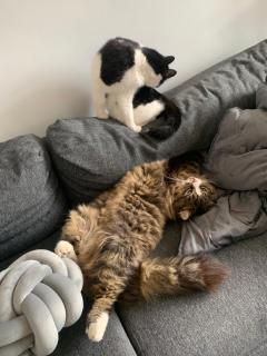 wake up with 2 cats on your face - 6