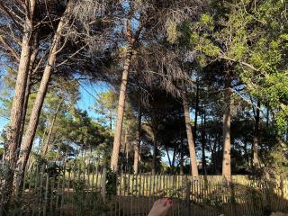 VILLAS Plages de la Nartelle- Sainte Maxime - piscines privées - Sainte-Maxime - 1