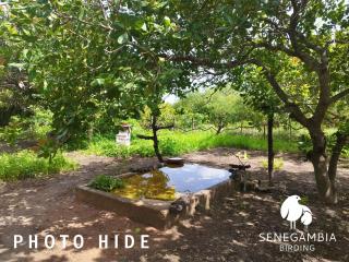 Senegambia Birding Lodge - Full board - Bird Photohide - - 5