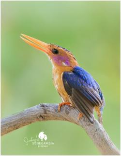 Senegambia Birding Lodge - Full board - Bird Photohide - - 4