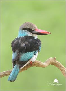 Senegambia Birding Lodge - Full board - Bird Photohide - - 8
