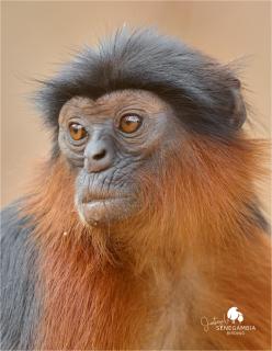 Senegambia Birding Lodge - Full board - Bird Photohide - - 3