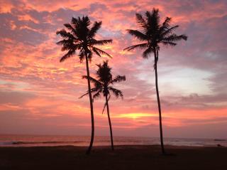 Coconut Surf Inn - Weligama - 3