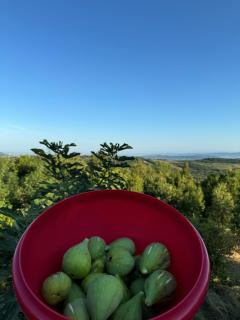 Glamping Green Istria Tiny Houses - Truške - 2