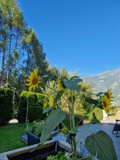 Haus Roland - Zell am Ziller - 3