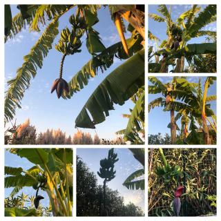 Villa Banana, appartment near Tropea - 9