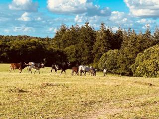 Escapade dans un Ranch - Le Sourn - 2