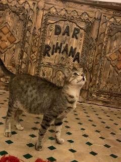 Dar Rihana Dadès - Aït Idaïr - 3