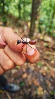 Magpie homestay & jungle trekking especially for guest trekking with us - 2