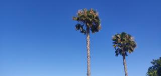 Palm House - Torrevieja - 8