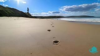 By the Beach at Catho - Catherine Hill Bay - 7