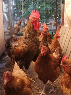 Apartament 2pokojowy 4-5osobowy - 8