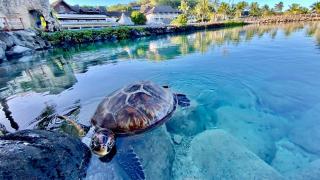 InterContinental Tahiti Resort & Spa by IHG - Faaa - 3