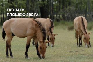Dereville - Sokolovka - 5