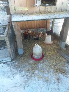 Ferienwohnung Sonnenschein mit kleinem Bauernhof - Thale - 6