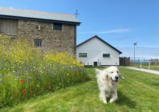 Greencliff Farm - Kingsland Barn - Abbotsham - 8