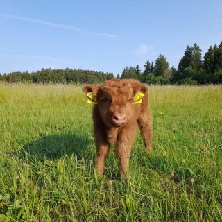 Ferien auf dem Bauernhof - Albstadt - 6