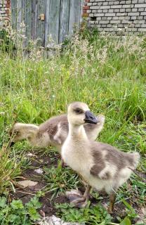 Agroturystyka Kozianka - 7