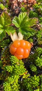 Overnatting Kjøllefjord, Hybelleilighet med kjøkkenkrok og eget bad - 1