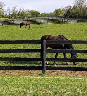 102 Acre Pet Friendly Horse Farm! Bring your horse too! - Lebanon - 9