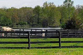 102 Acre Pet Friendly Horse Farm! Bring your horse too! - Lebanon - 8