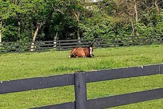 102 Acre Pet Friendly Horse Farm! Bring your horse too! - Lebanon - 3