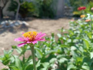 il giardino di Sofia Charm and Comfort Apartment - 8