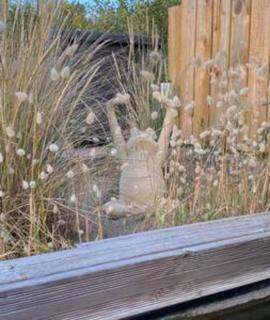 Entre dunes et pins - Merlimont - 1