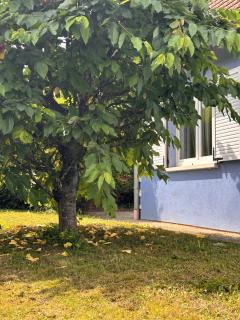Jungle House - Maison - Hurtigheim - 8
