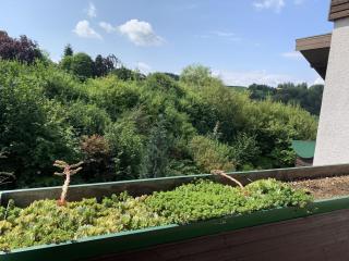 FeWo Voges - Bad Lauterberg - 3