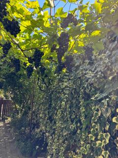 Downtown guest house - Kutaisi - 7