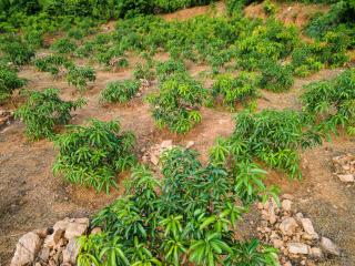 Mango Tree Retreat - - 6