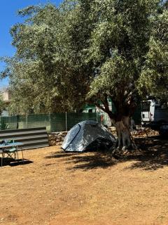Olive Camping - Himare - 7