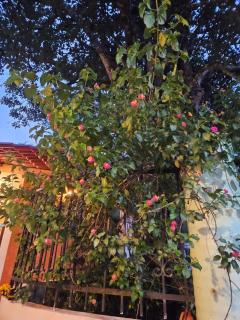 Cabanas Las Gardenias 5 - 4