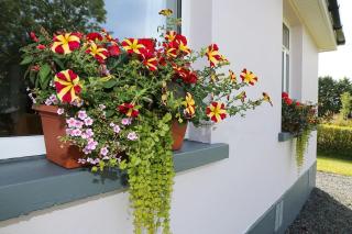 Veras Cottage - Hillsborough - 7