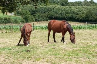 La Giraudière bâtisse au calme 2 à 4 personnes - 1
