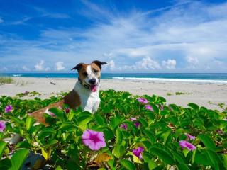 Tropical Jupiter Seascape with beautiful backyard - Jupiter - 3