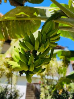 Aires de geribá - Búzios - 9