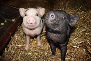 Ferienhof-Gerda-Ferienwohnung-Sternenhimmel - 9