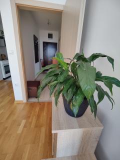Apartman Aleksic - 8