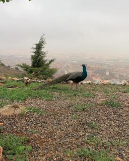 Animal Service Center - Nador - 6