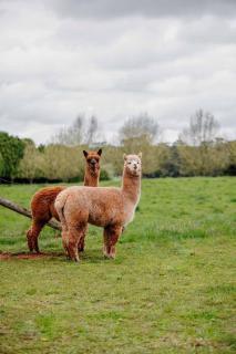 Tiny family getaway - breathe in the country air - Glenquarry - 2