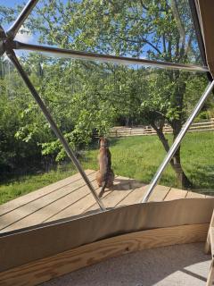 Czadowy Glamping - Wetlina - 4