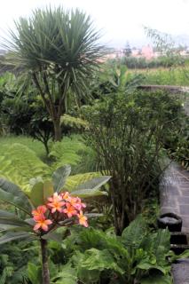 Apartamento tranquilo e acolhedor - Ponta Delgada - 6