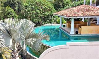 The Travellers palm - Mirissa - 5
