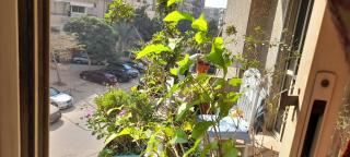 A room in an apartment in Nasr City, Cairo, near Azhar university , 15 minutes from Cairo Airport,غرفة بشقة بمدينة نصر بالقاهرة بالحي الثامن 15 دقيقة من مطار القاهرة و 7 دقيقة من معهد الفجر و 12 دقيقة لمعهد ابانة لتعليم اللغة العربية و 26 دقيقة لوسط البلد - 7