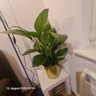 Comfortable Apartment - Beinheim - 3