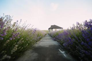 Căsuța Mov de Bucovina - 6