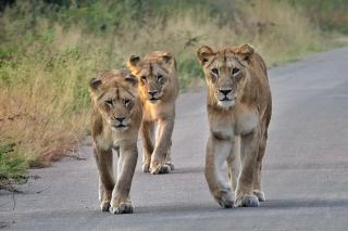 Modjadji Estate Lodge & Spa - 3