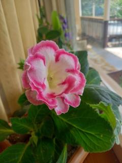 SELINA GUEST HOUSE - 2